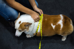 A person measuring a dog, Diabetes in Pets: Treatment and Prevention