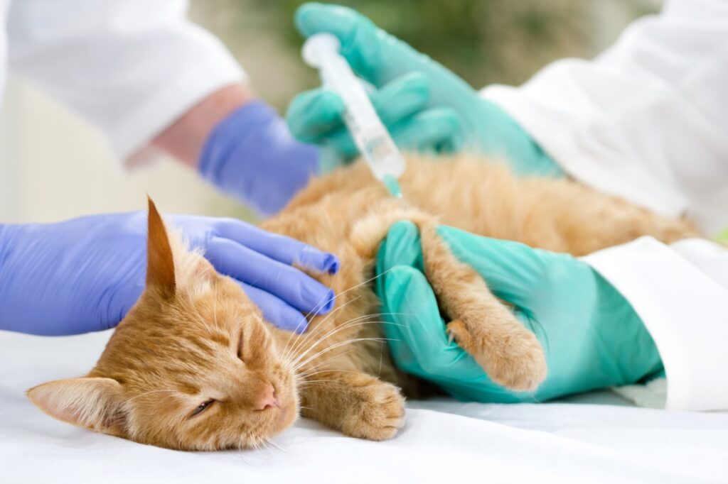 cat lying on a table being given an injection, Diabetes in Pets