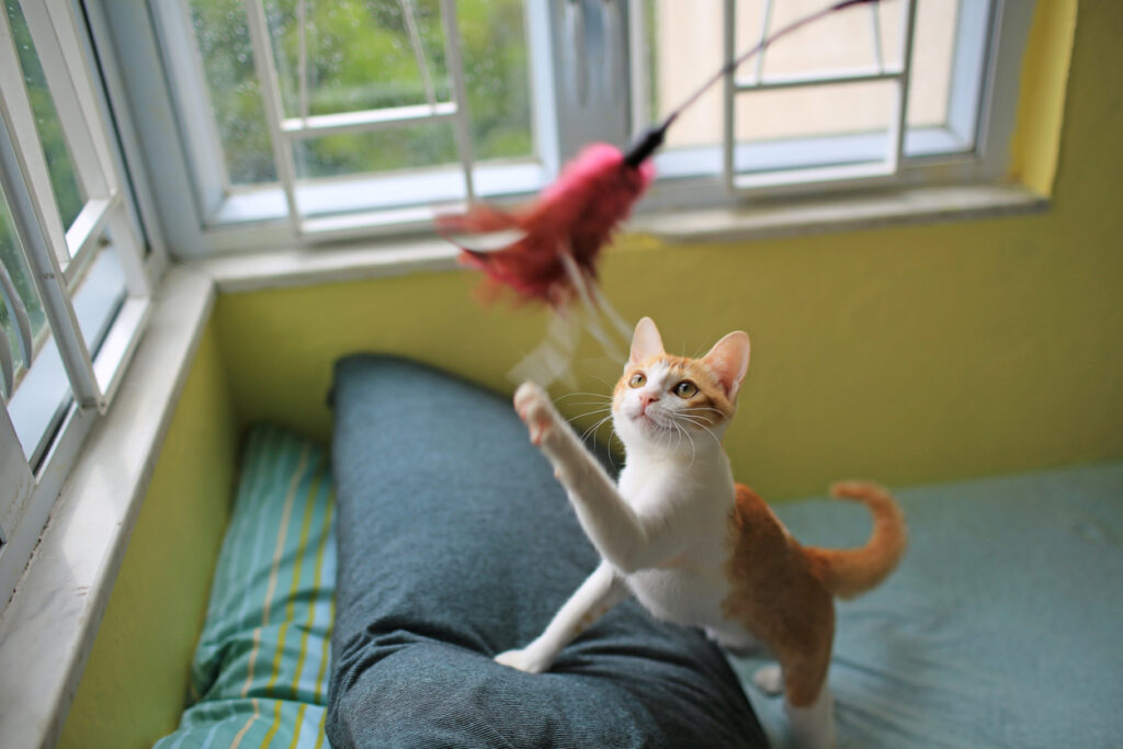 cat in a leisure game chasing a toy