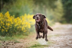 A dog running on a dirt road, Understanding Cranial Cruciate Ligament Injuries in Dogs