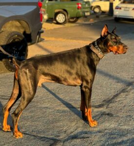 A dog standing, The Spirit of Saint