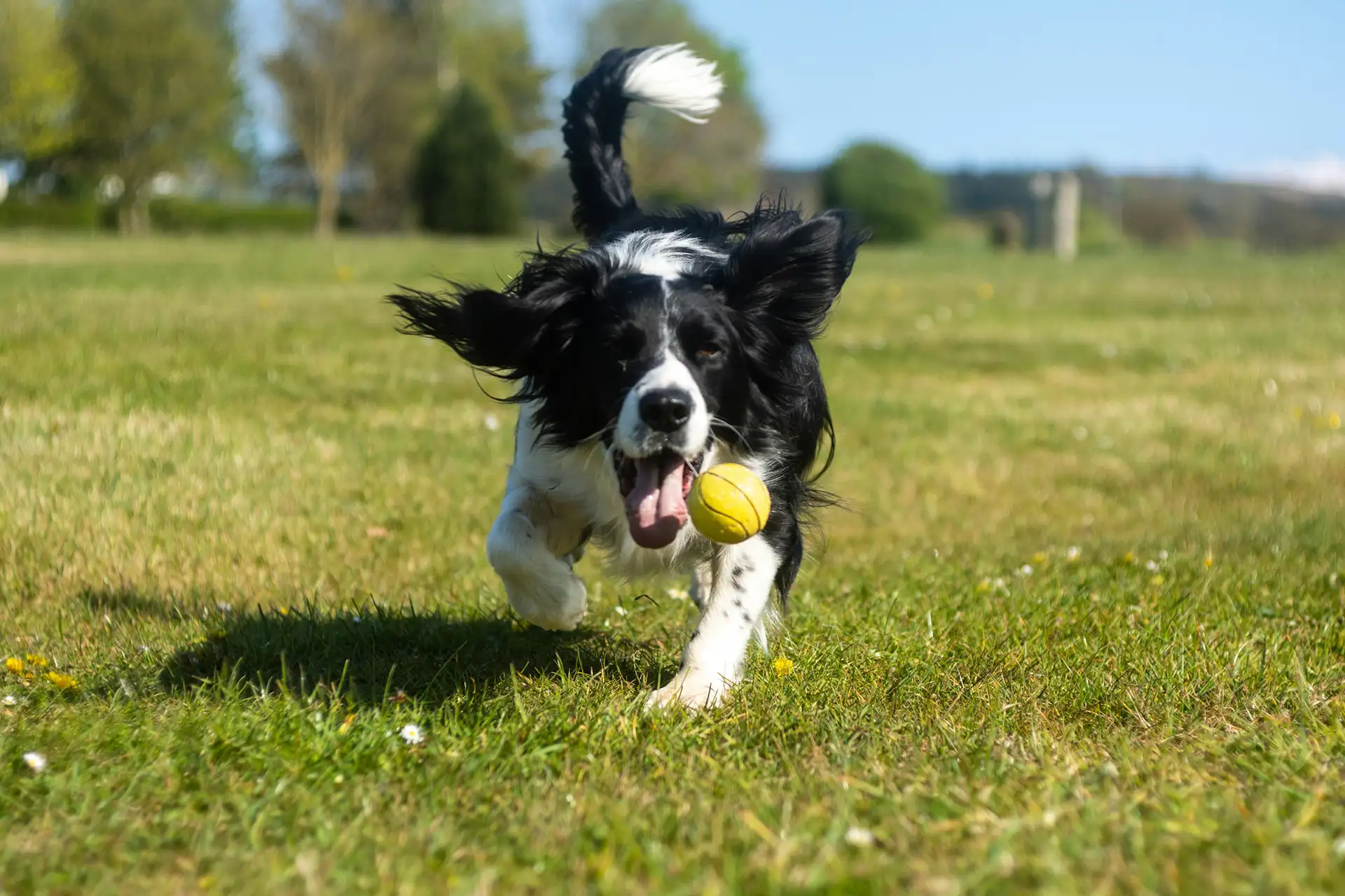 Dog running across a field holding a toy