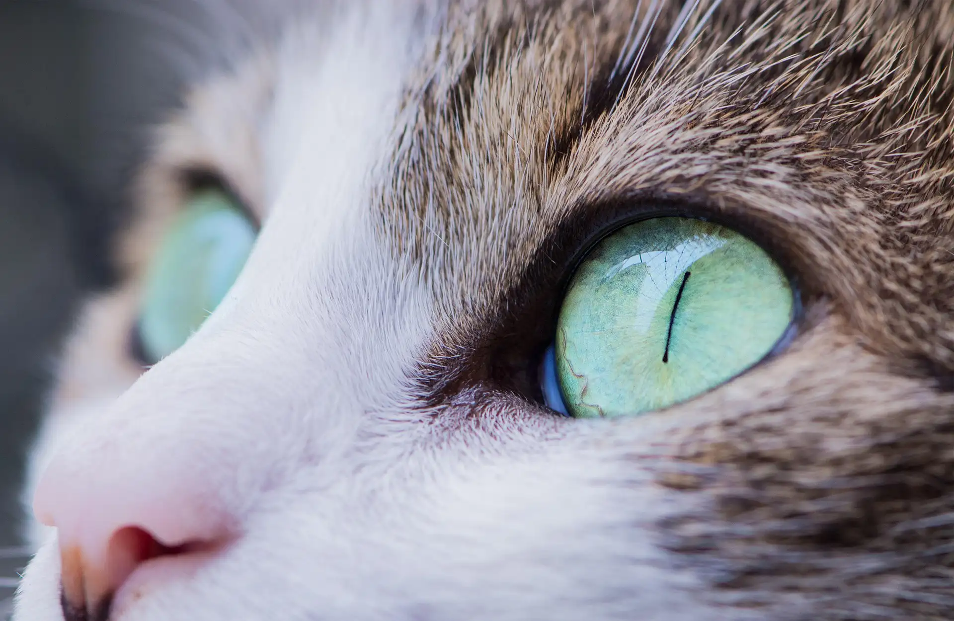 Close up of cat's face and green eyes