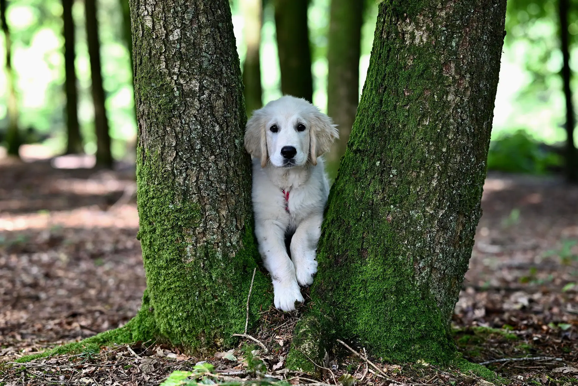 White dog peeking out between two tree trunks