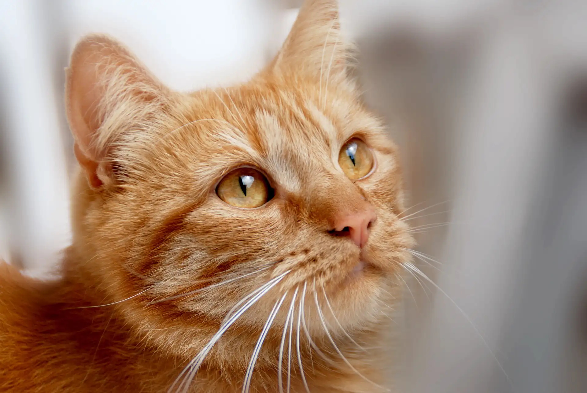 Head shot of ginger cat looking a bit sad