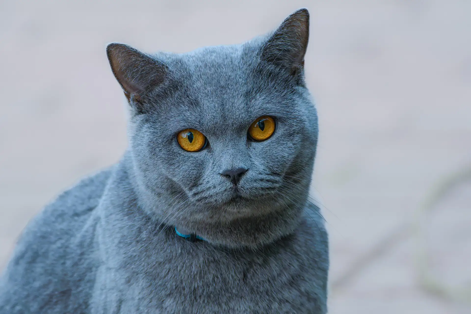 Gray cat with yellow eyes