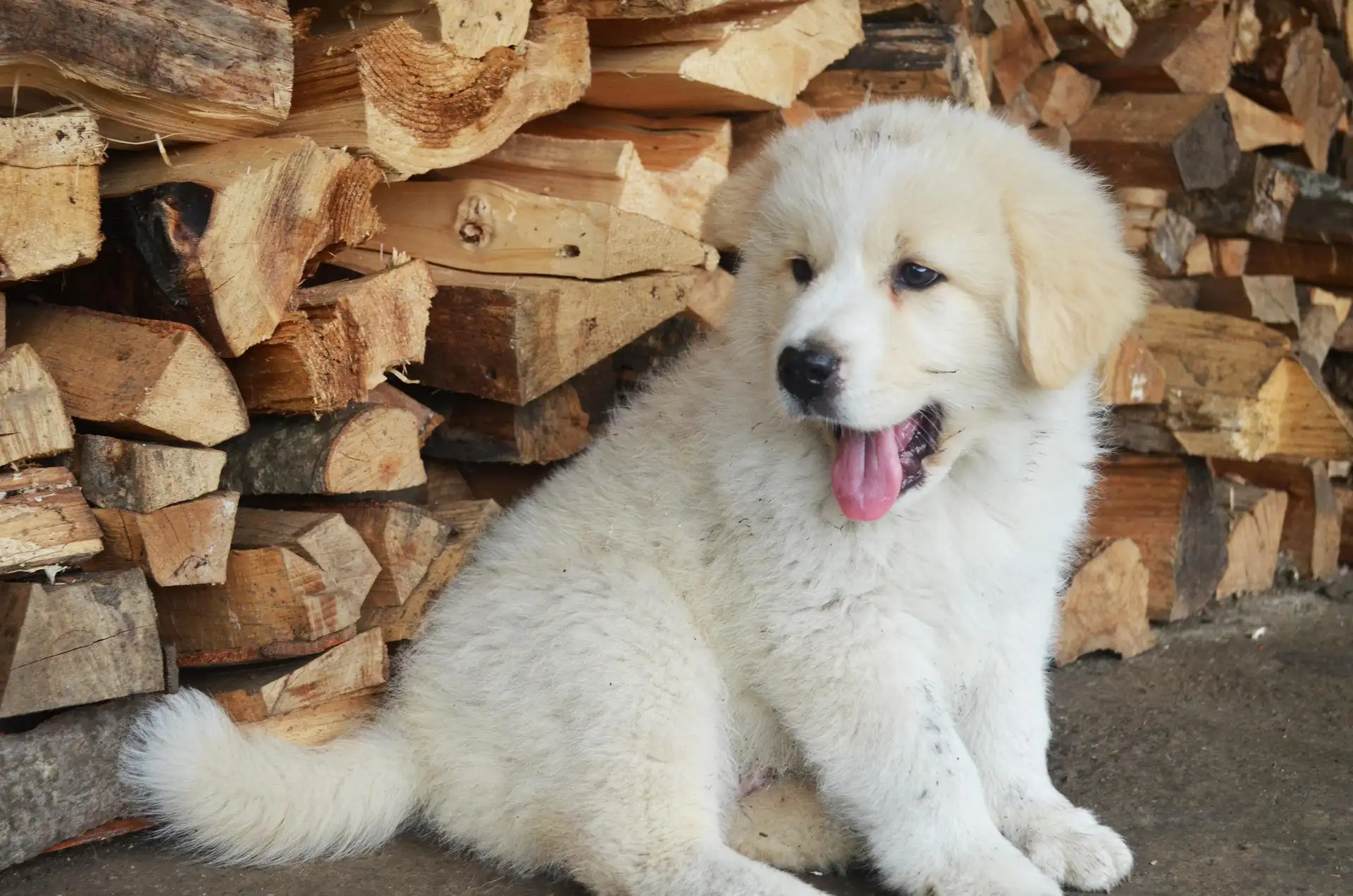 Fluffy white puppy
