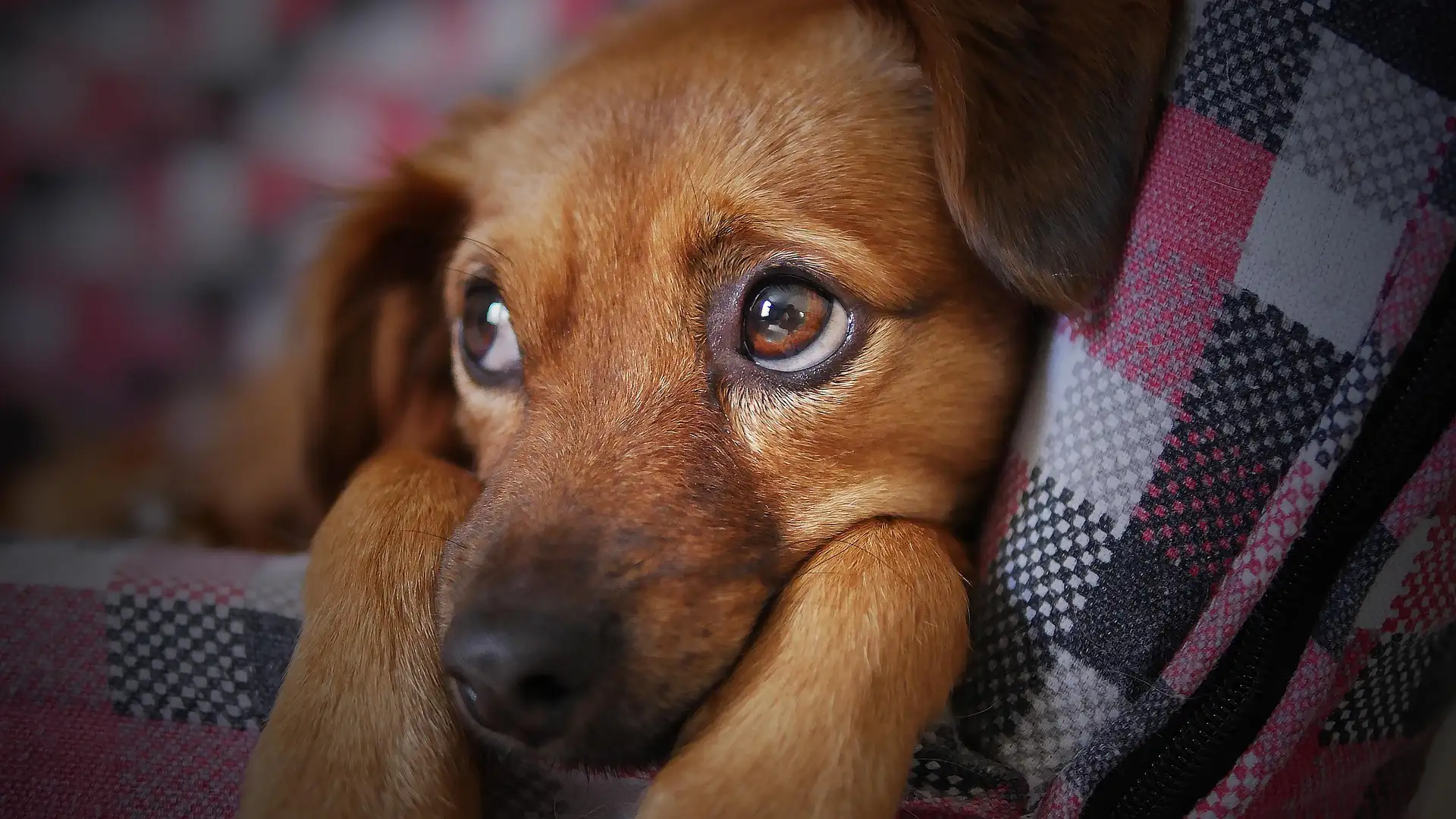 Red-brown dog with big, sad eyes