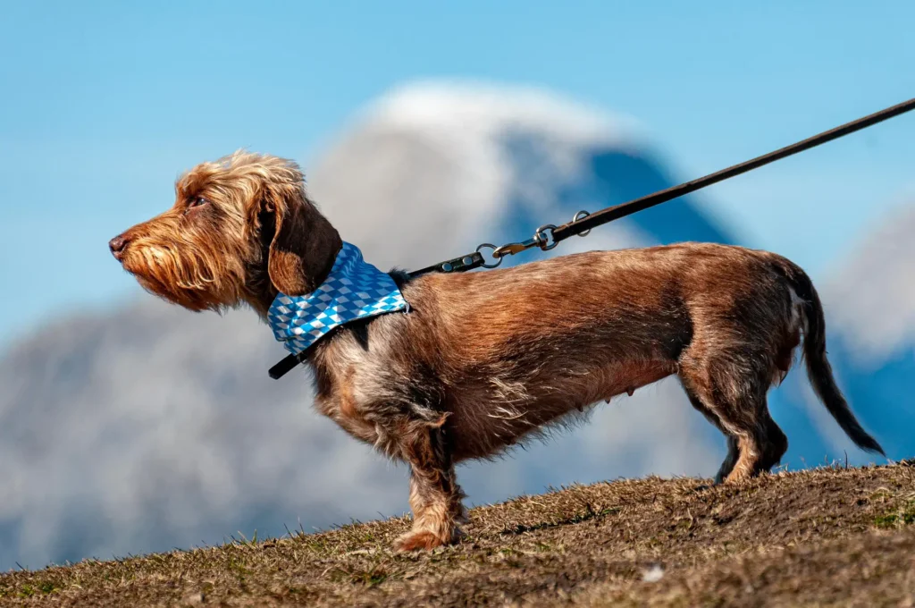 Dachshund on a leash in the mountains