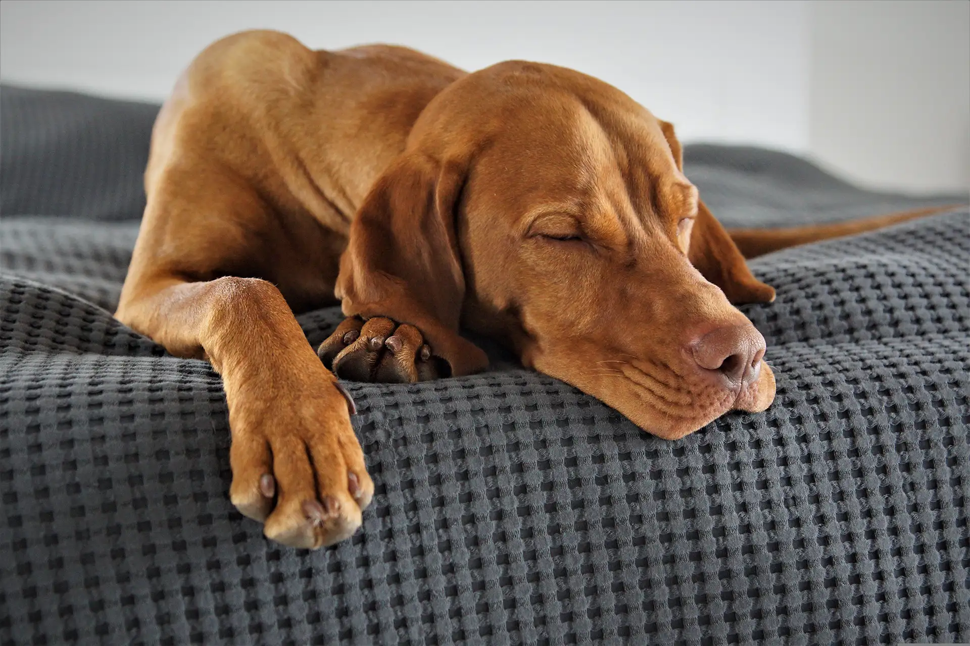 Dog napping on a blue bed