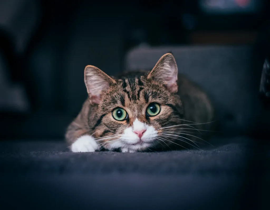 Tabby cat with white face and paws on blue chair looking playful