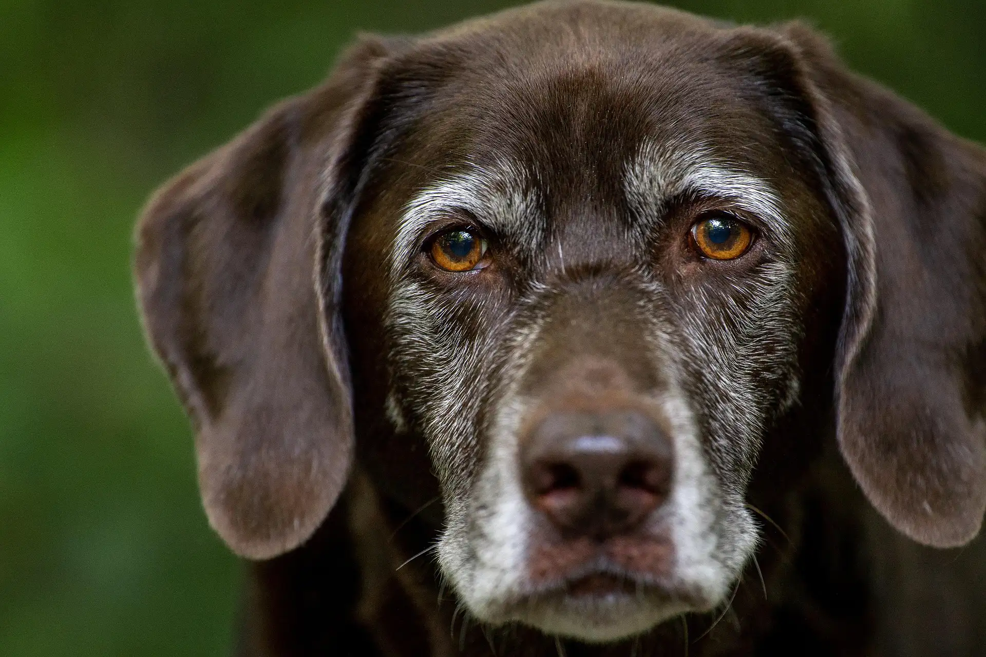 Head shot of brown older dog with white face and floppy ears looking into camera