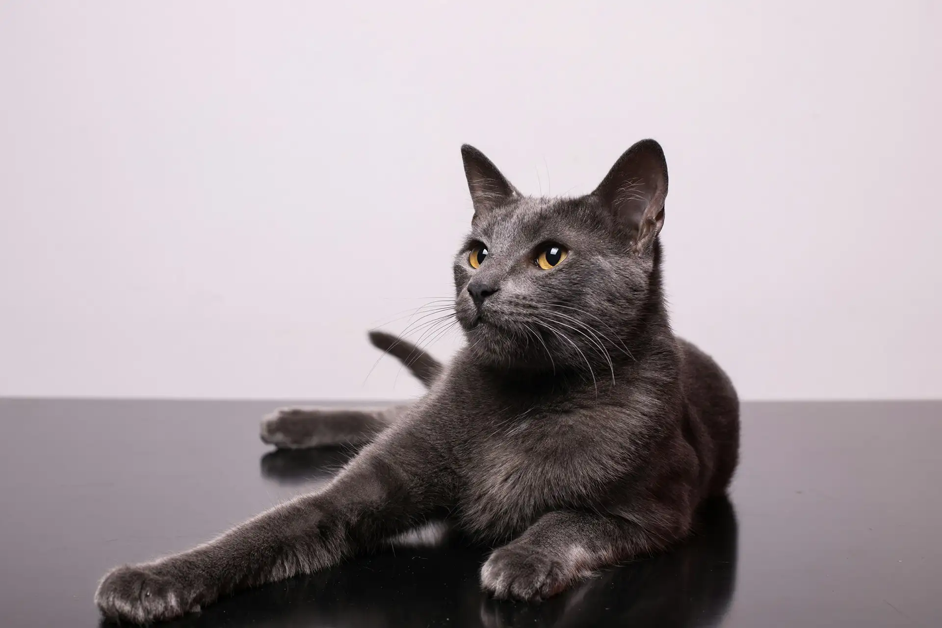Gray cat on shiny table