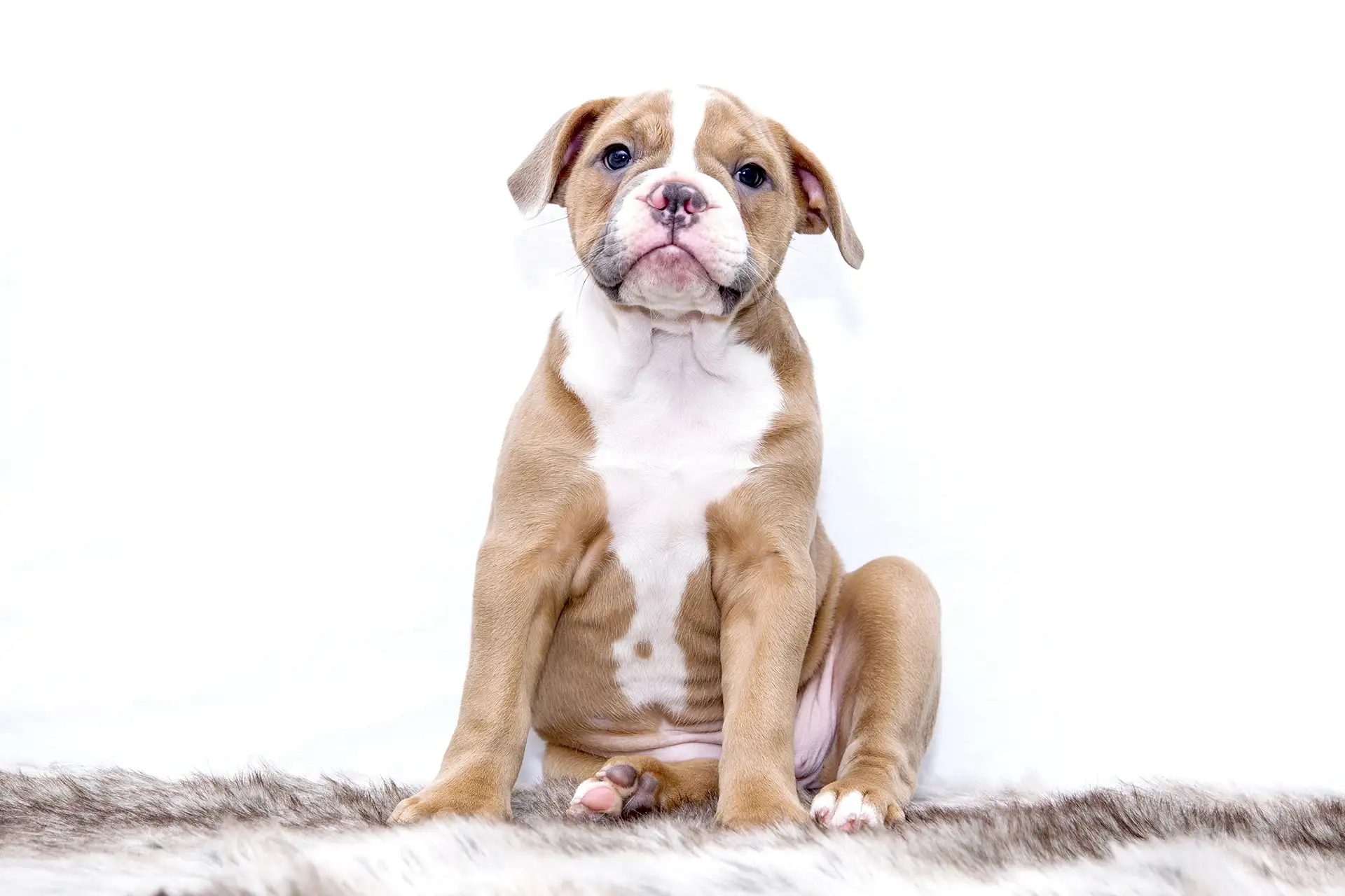 Dog against white wall