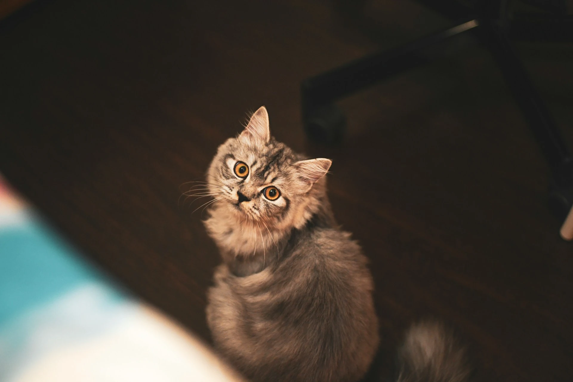 A cat looking up to the camera.