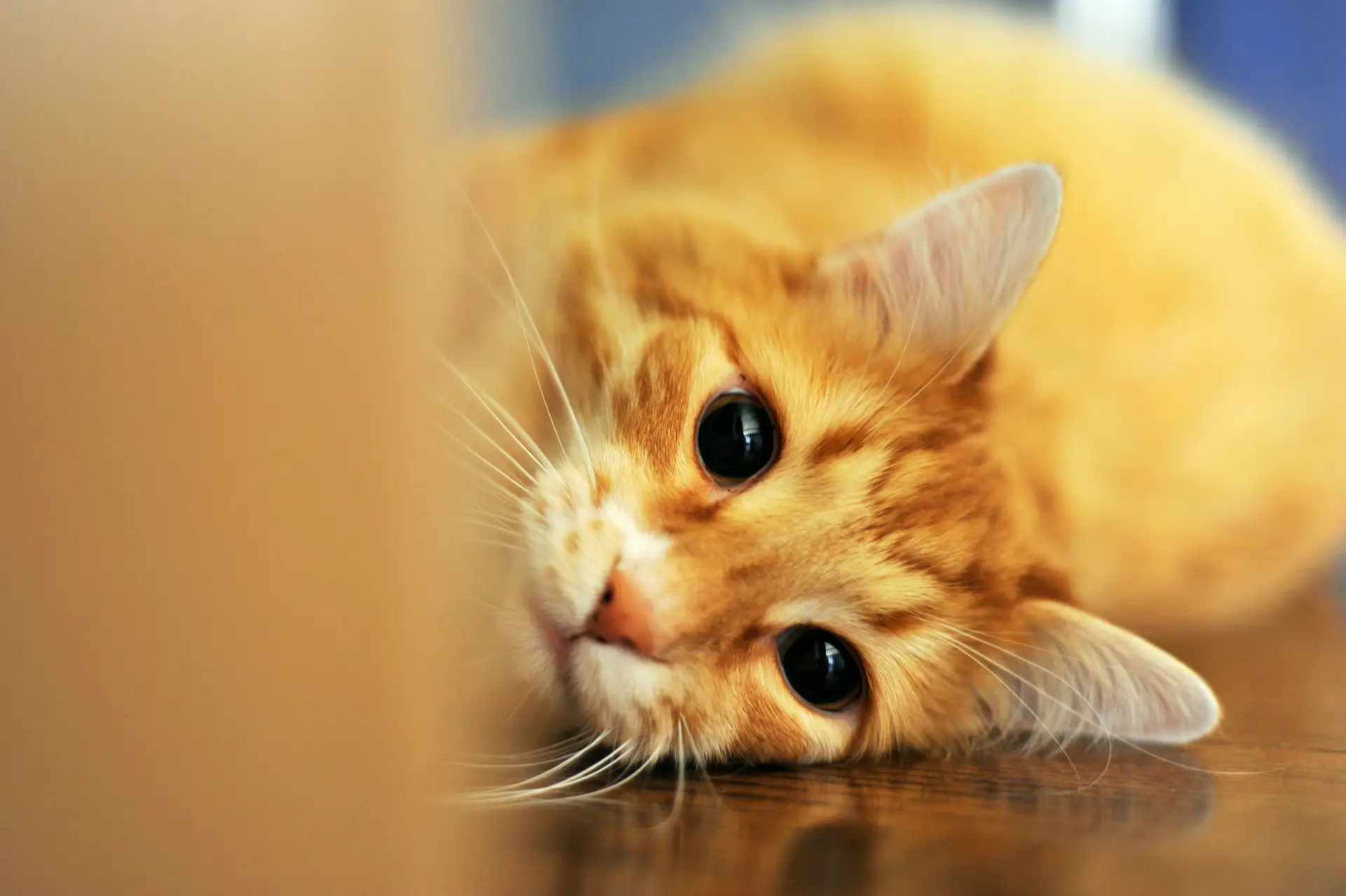 Close-up of an orange tabby cat lying on its side.