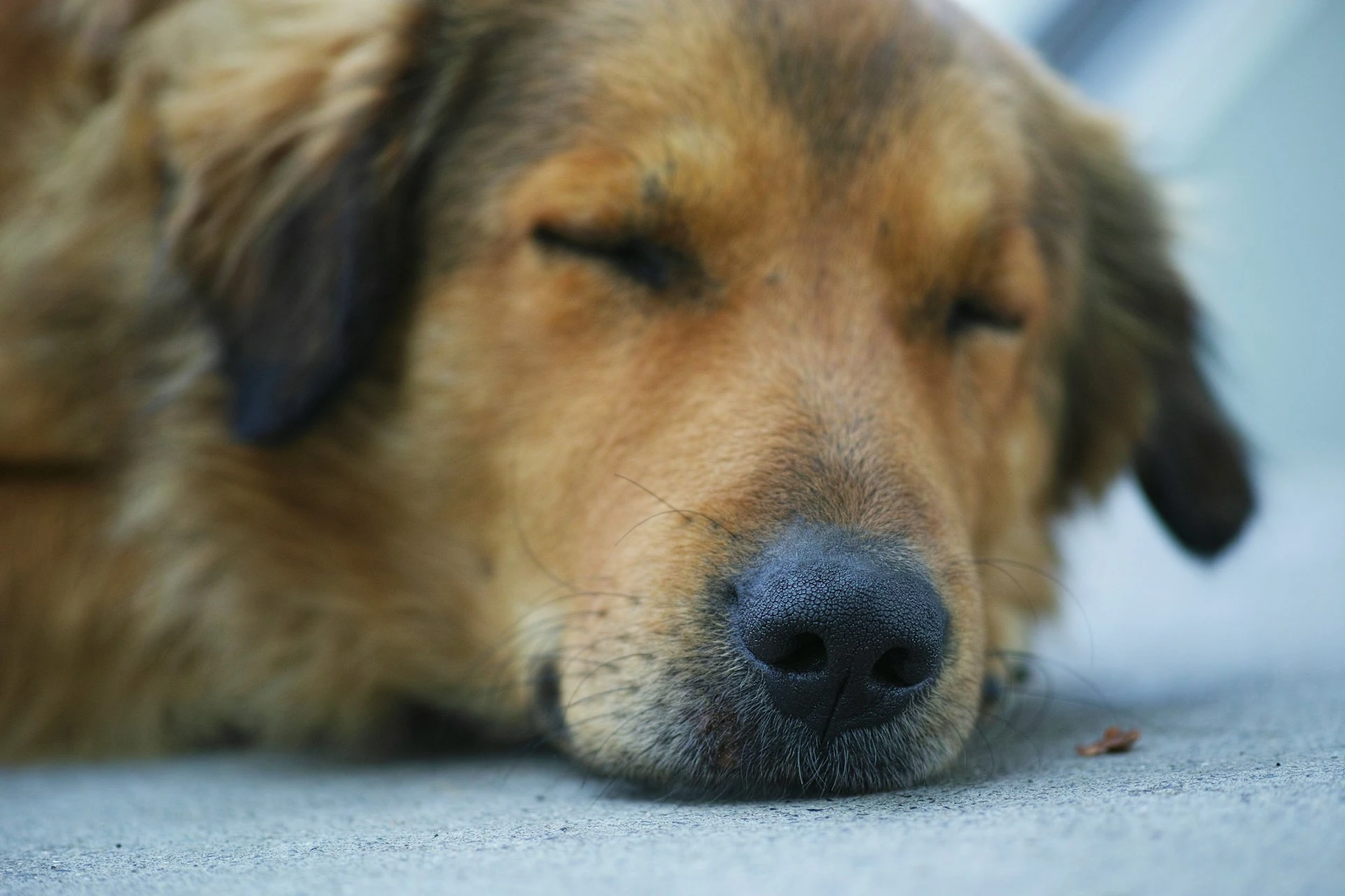 Close-up photo of a brown dog sleeping on a concrete surface.
