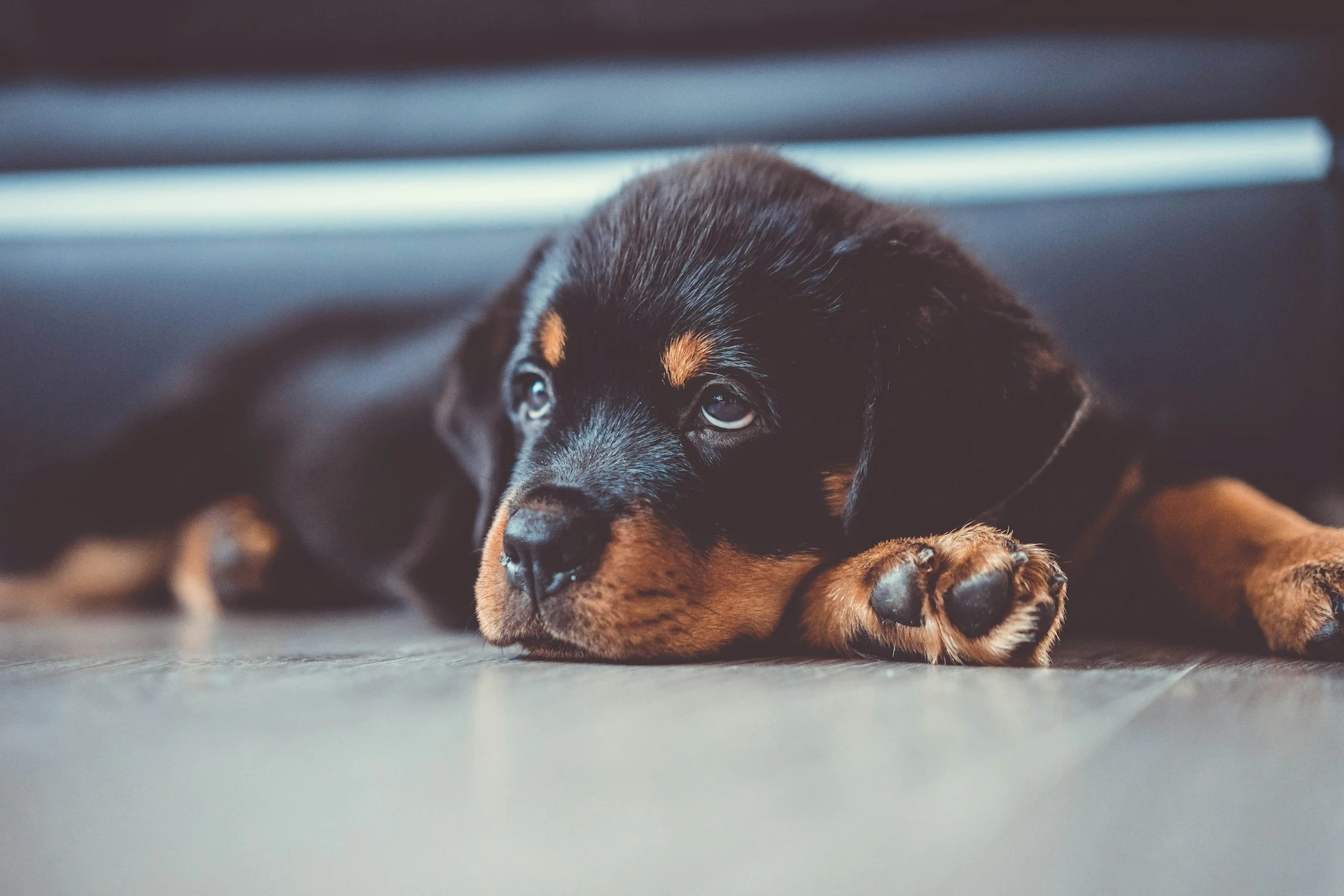 Rottweiler puppy lying on the floor with head resting on paw.