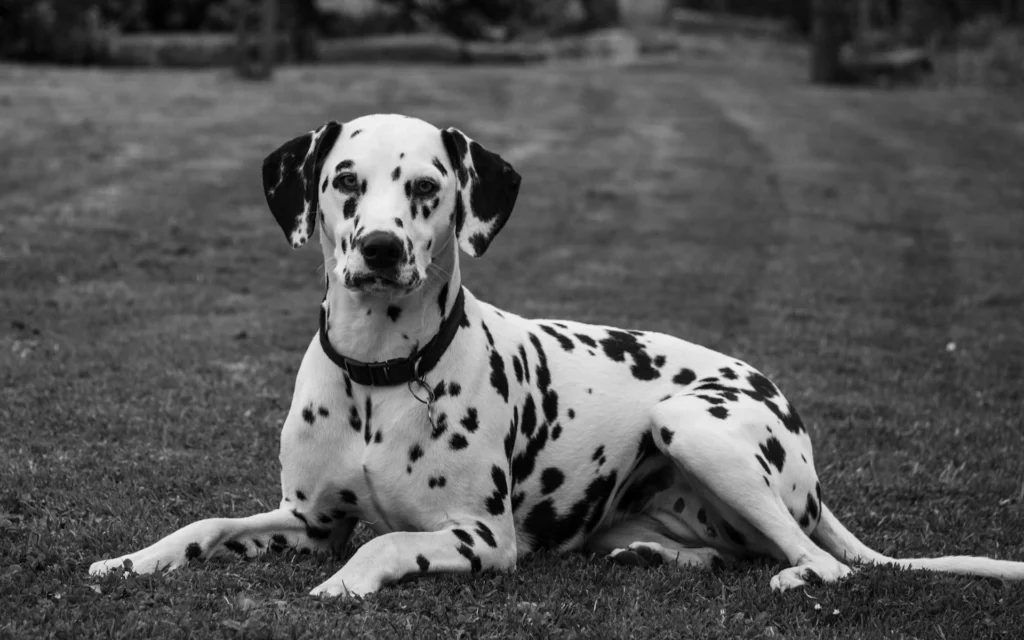A black and white photo of a Dalmatian.