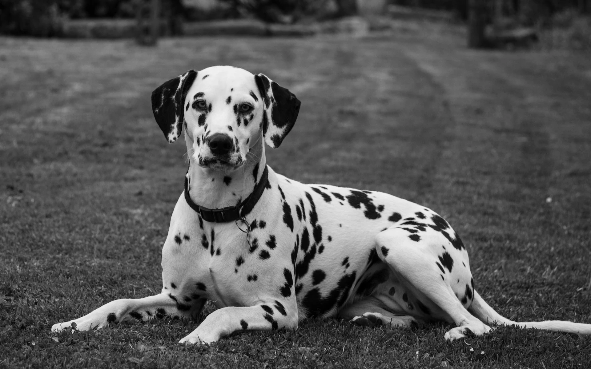 A black and white photo of a Dalmatian.