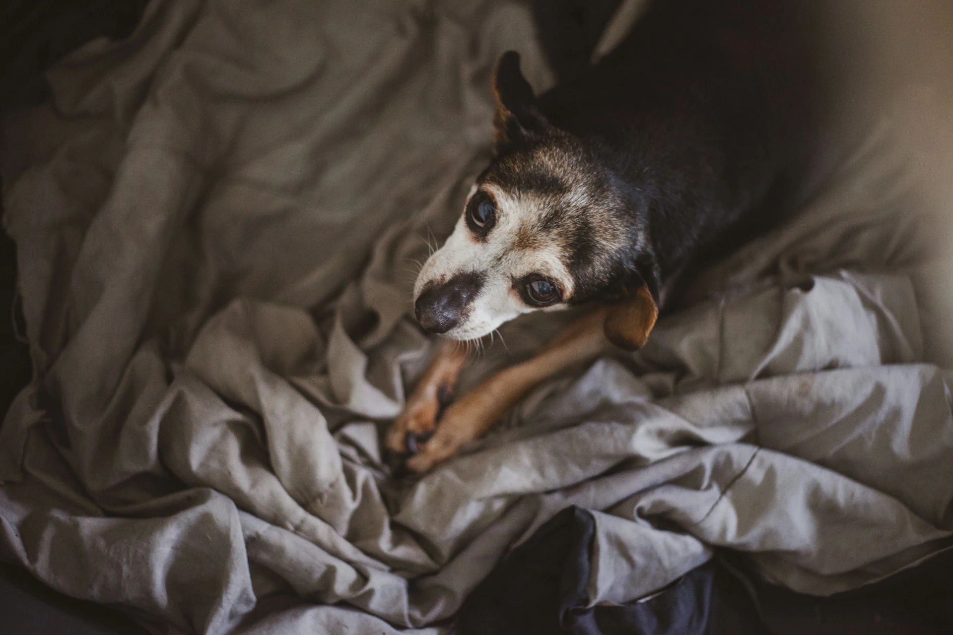 A small dog with black and white fur lying on a crumpled blanket.