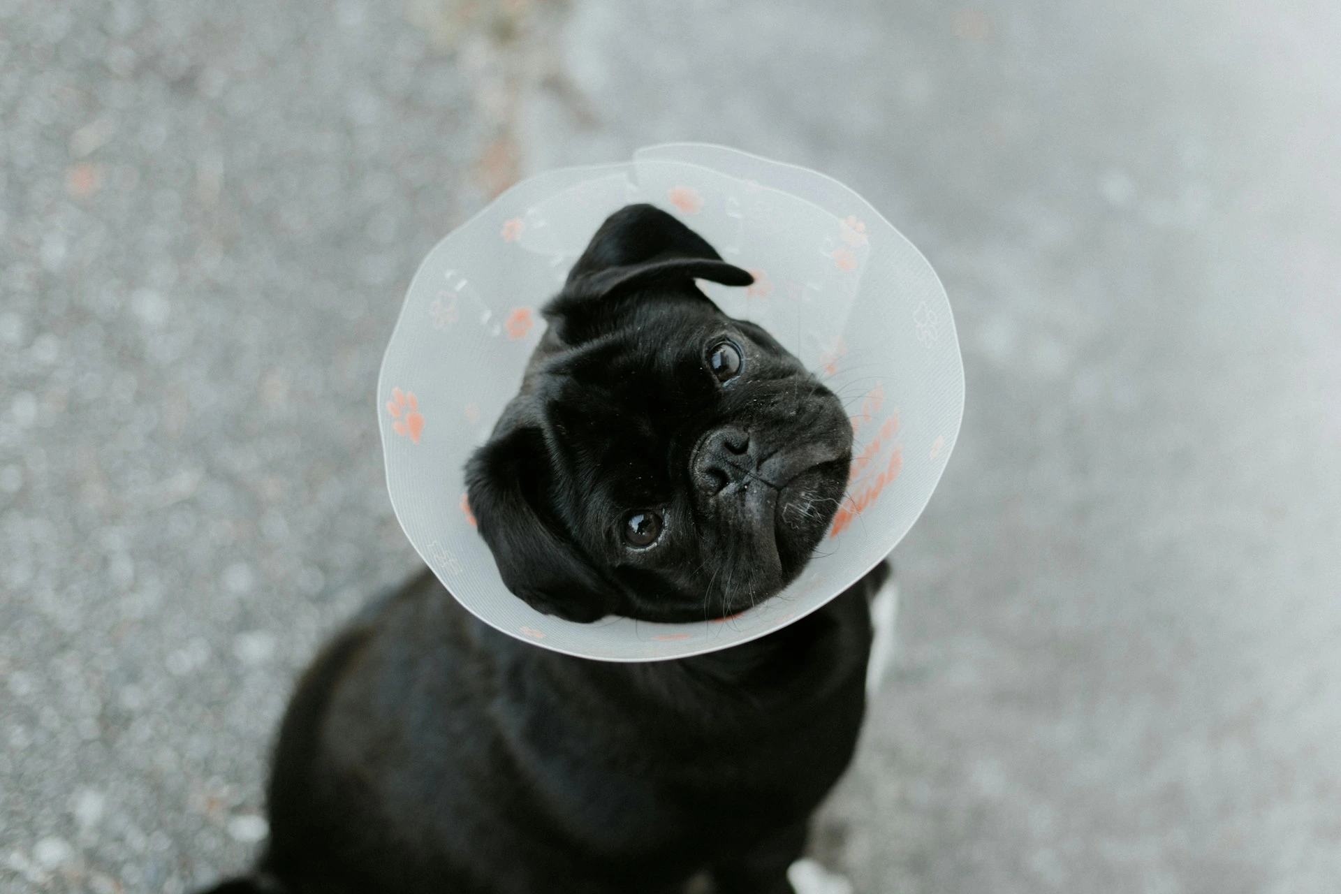 Black pug wearing a plastic cone collar, looking up with a tilted head.