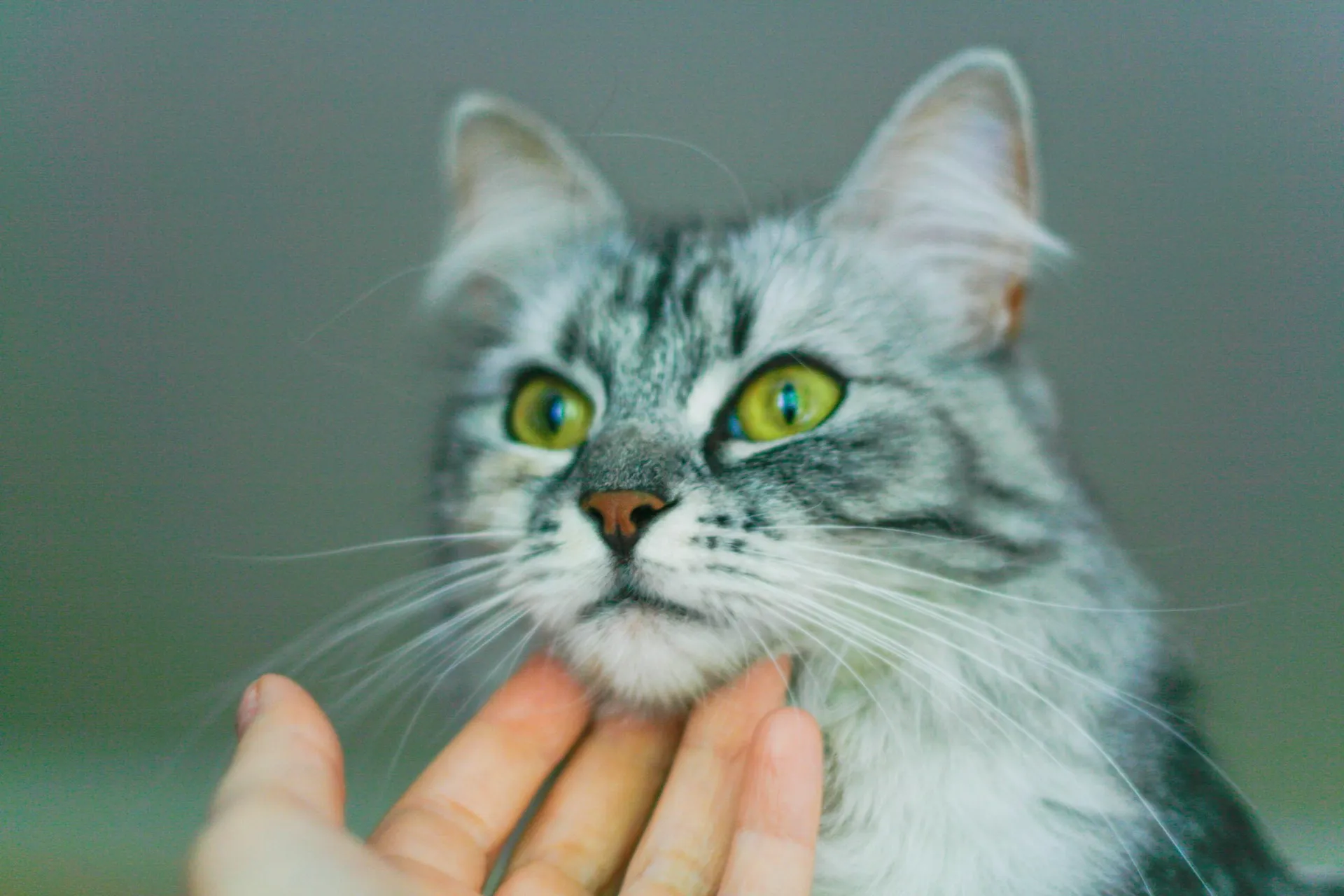 A tabby cat with striking green eyes being gently stroked under the chin by a person's hand.
