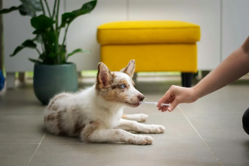 A puppy is being given medicine from a syringe by a person's hand.