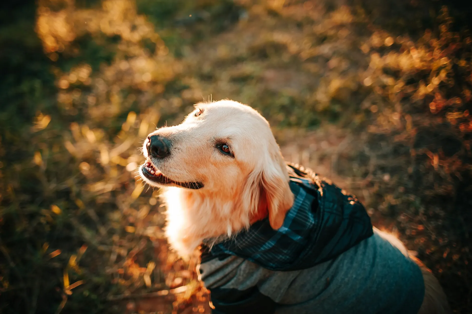 A happy Golden Retriever wearing a plaid hooded jacket looks up at the camera in golden hour sunlight.