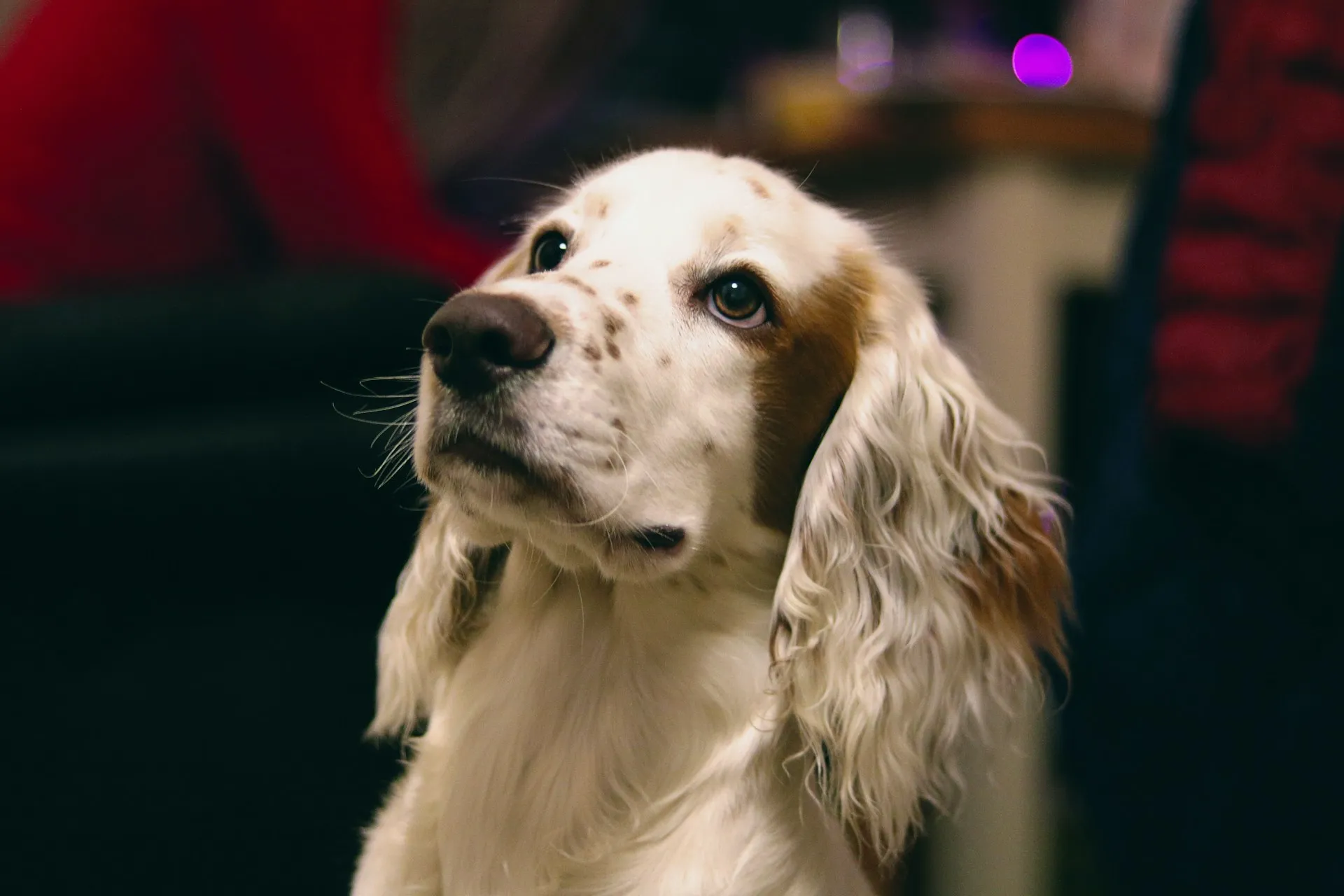 A close-up of a white and brown spotted Cocker Spaniel dog looking up.