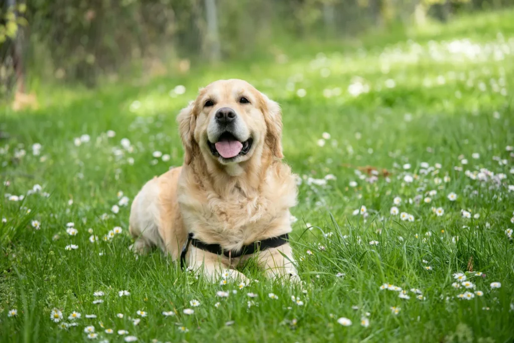 A light-golden Retriever wearing a black harness lies in the grass.