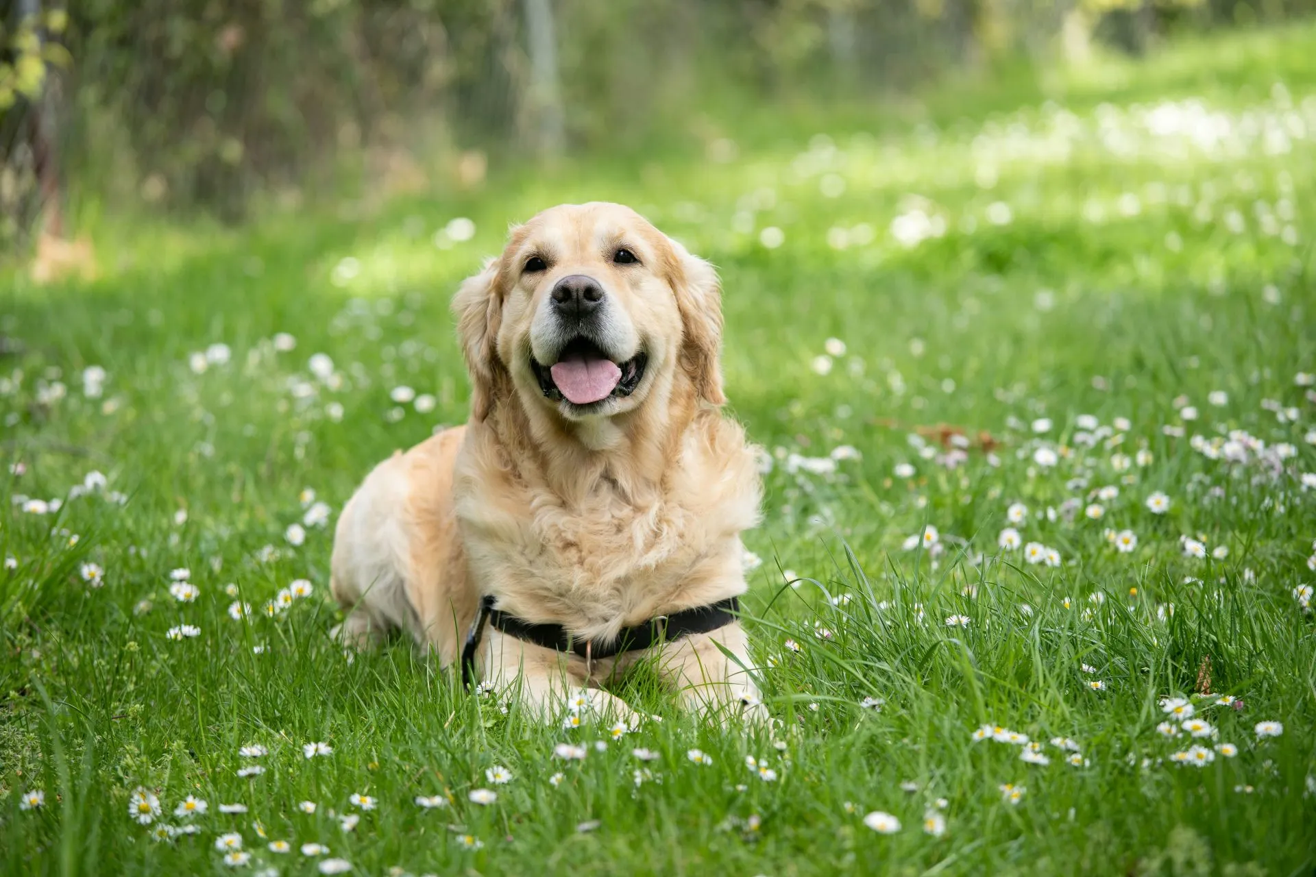 A light-golden Retriever wearing a black harness lies in the grass.
