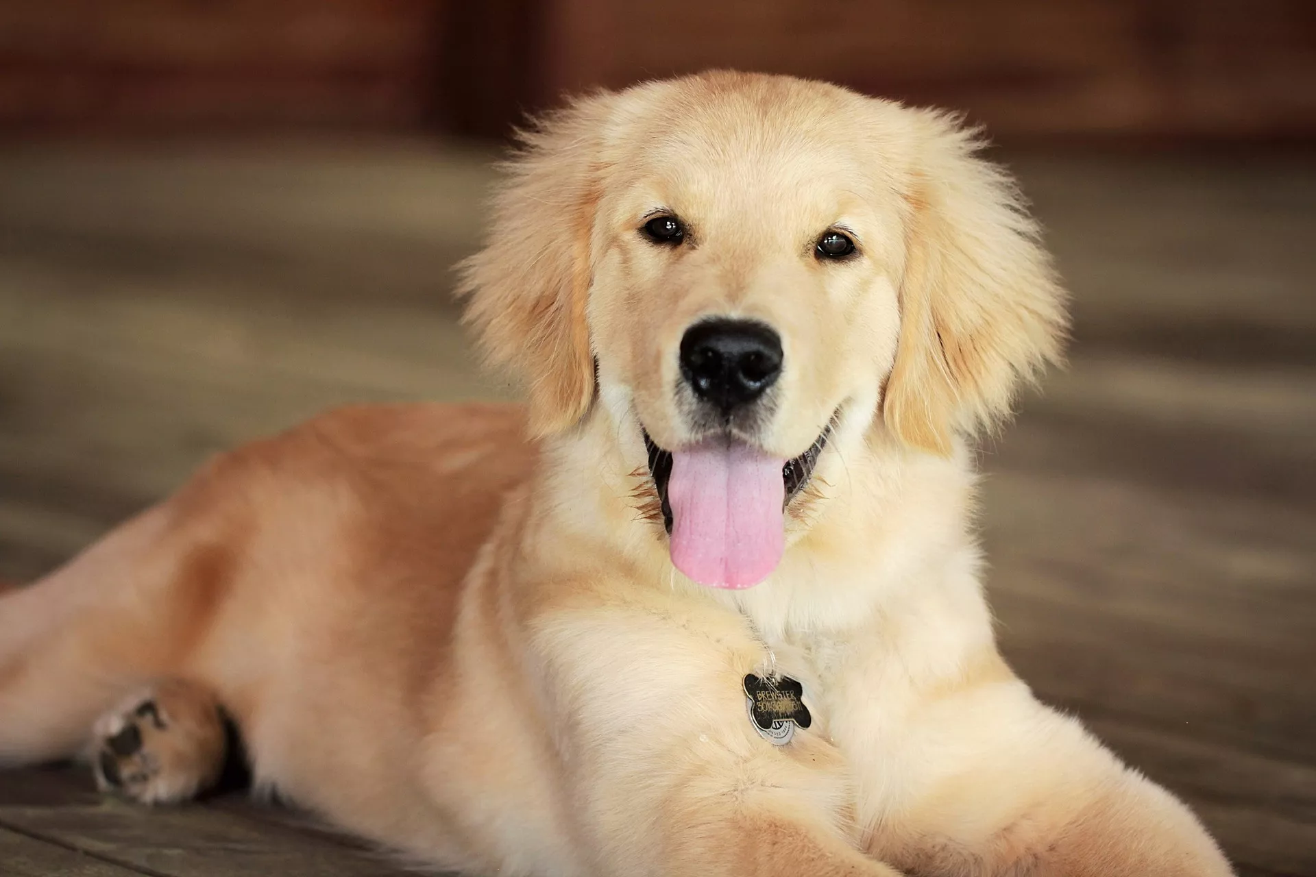 A Golden Retriever puppy lying on a wooden floor.