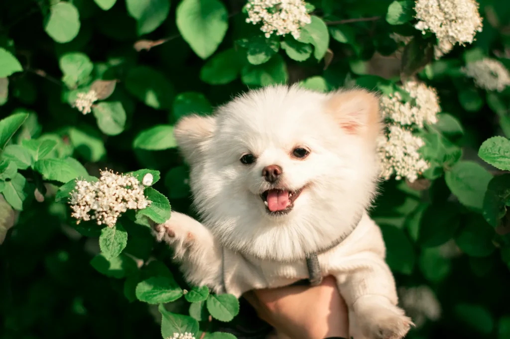 A Pomeranian puppy is held up against a backdrop of green leaves.