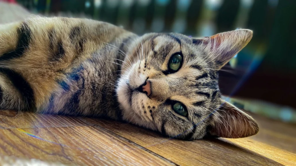 A close-up of a tabby cat lying on a wooden floor.