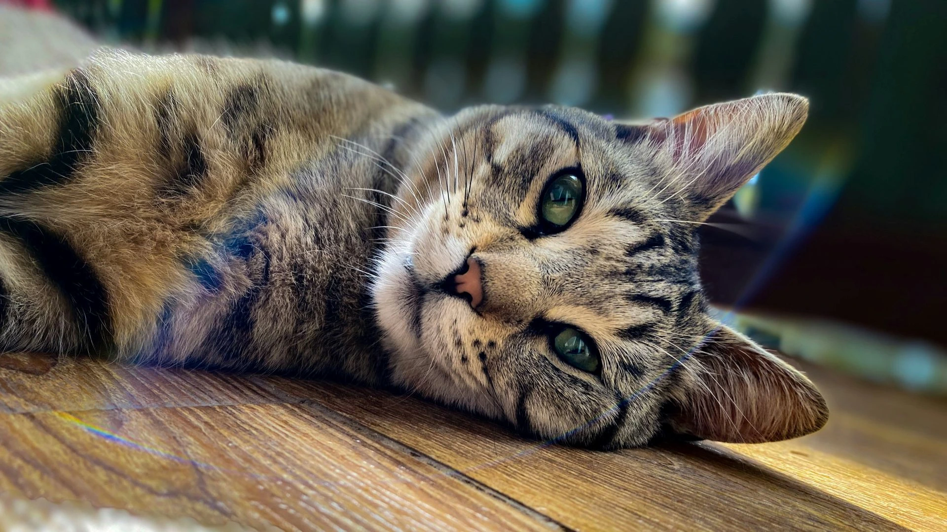 A close-up of a tabby cat lying on a wooden floor.
