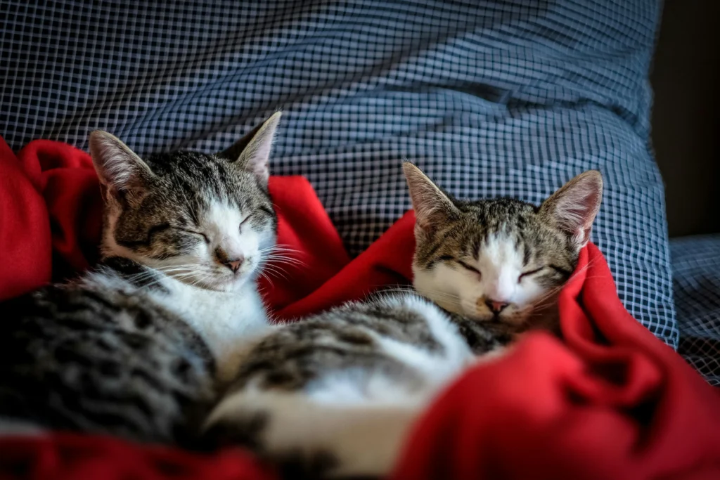 Two young tabby and white cats sleep soundly side-by-side, tucked into a bright red blanket against a grey checkered pillow.