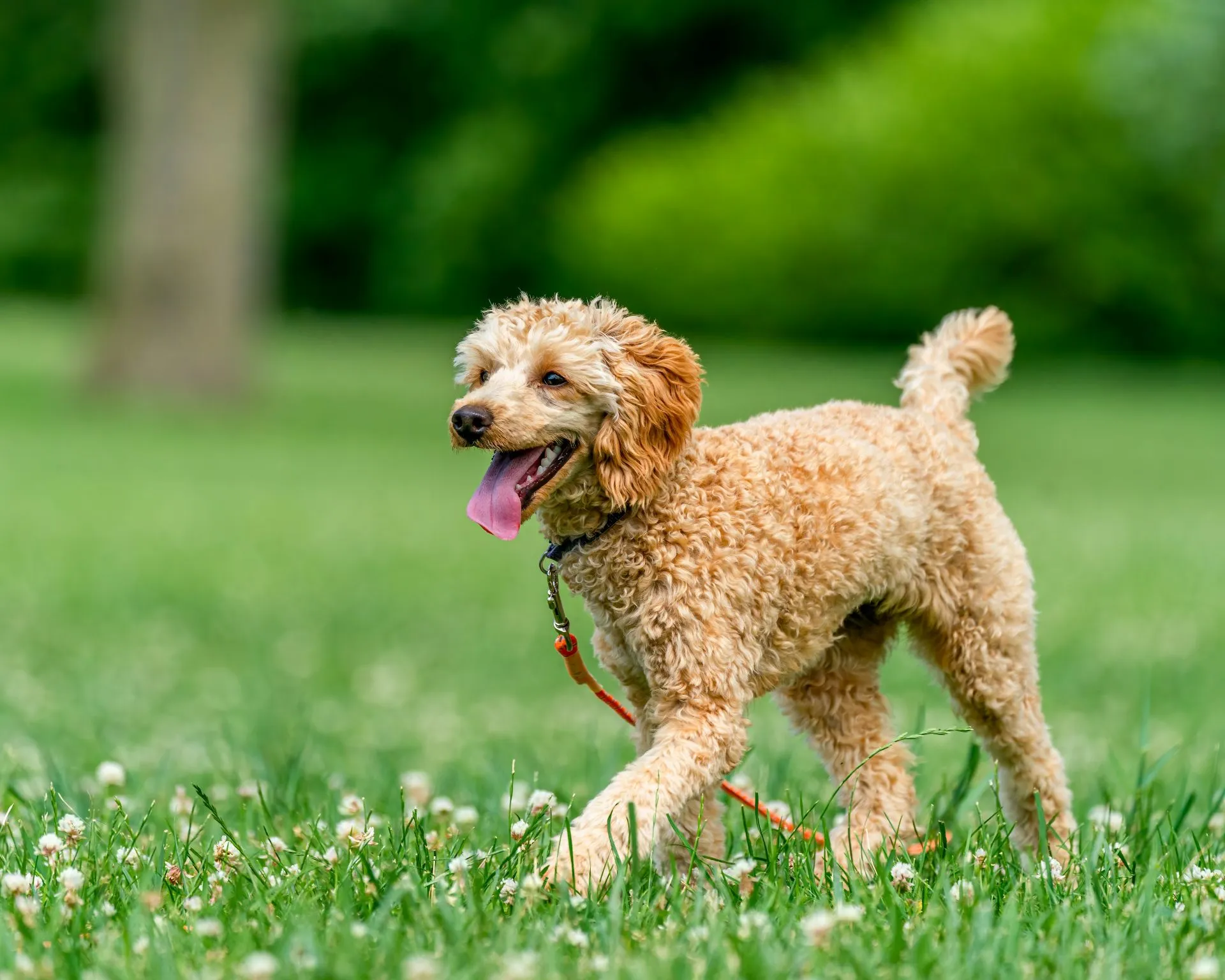 A Poodle puppy walks through the grass.